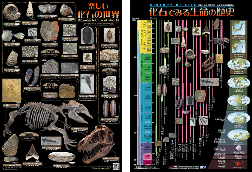下敷き（化石）