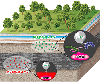 油田で発見された微生物