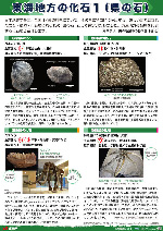東海地方の化石１(県の石)