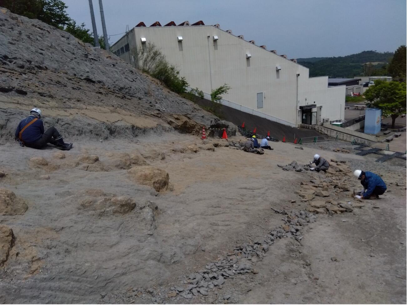 いわき市アンモナイトセンターでの露頭観察