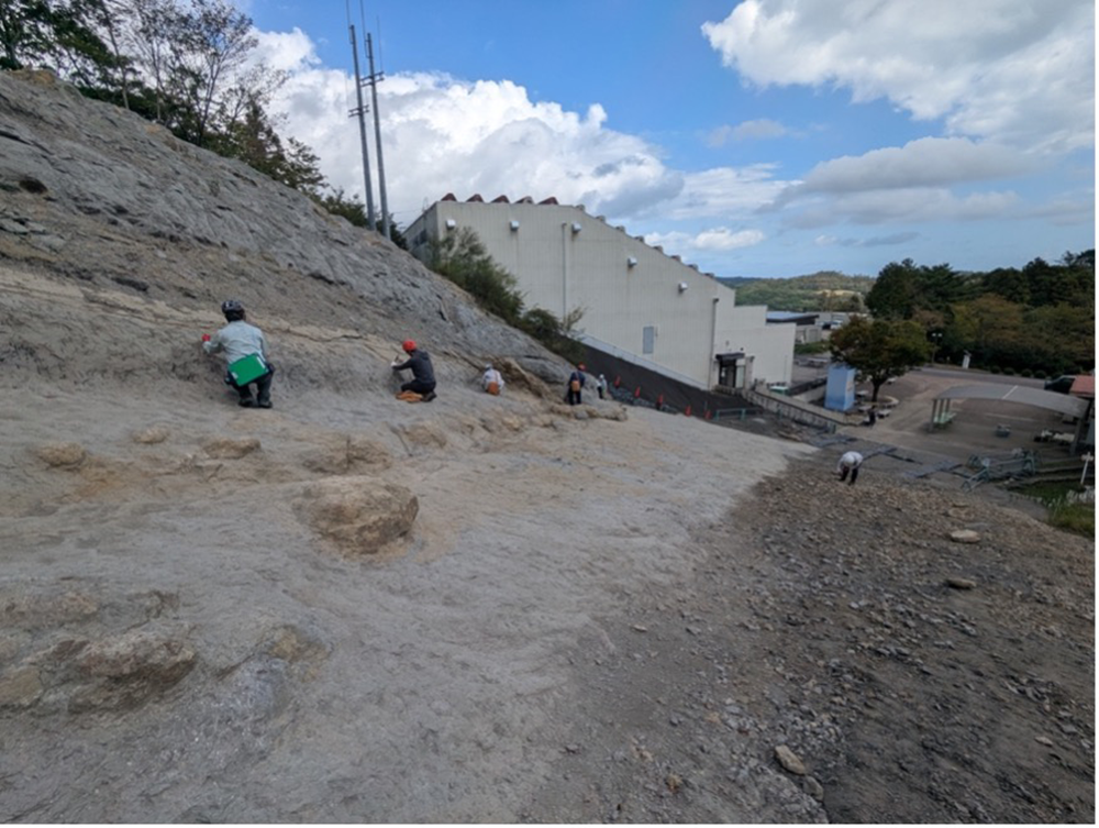 いわき市アンモナイトセンターの発掘体験露頭での実習風景